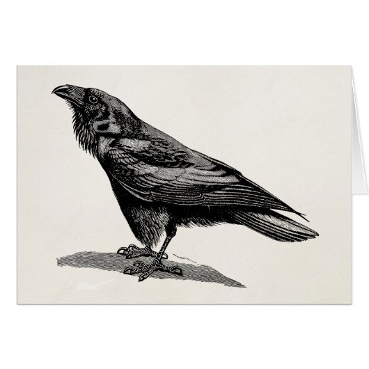 Vintage Raven Crow Blackbird Bird Illustration (Front Horizontal)