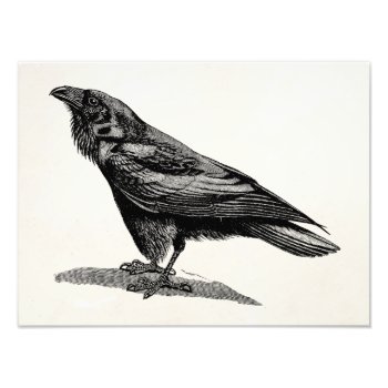 Vintage Raven Crow Blackbird Bird Illustration Photo Print by SilverSpiral at Zazzle