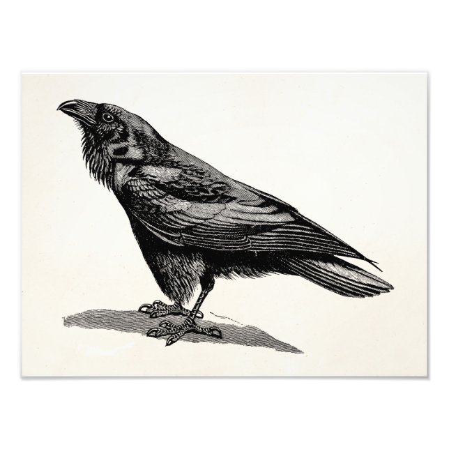 Vintage Raven Crow Blackbird Bird Illustration Photo Print (Front)