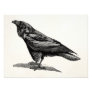 Vintage Raven Crow Blackbird Bird Illustration Photo Print