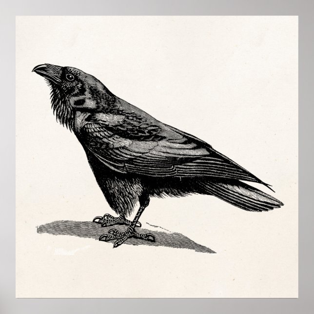 Vintage Raven Crow Blackbird Bird Illustration Poster (Front)