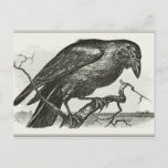 Vintage Raven Woodcut Postcard at Zazzle