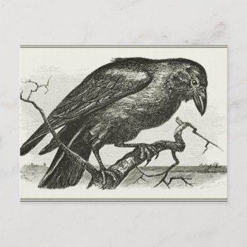 Vintage Raven Woodcut Postcard by gothicbusiness at Zazzle
