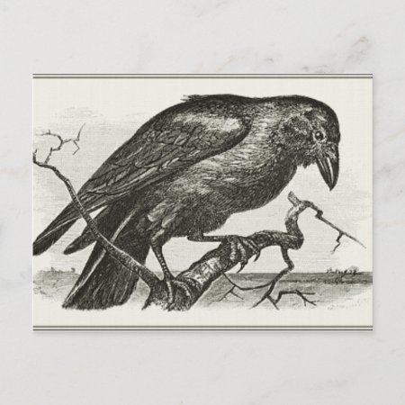 Vintage Raven Woodcut Postcard