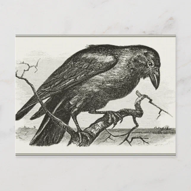 Vintage Raven Woodcut Postcard | Zazzle