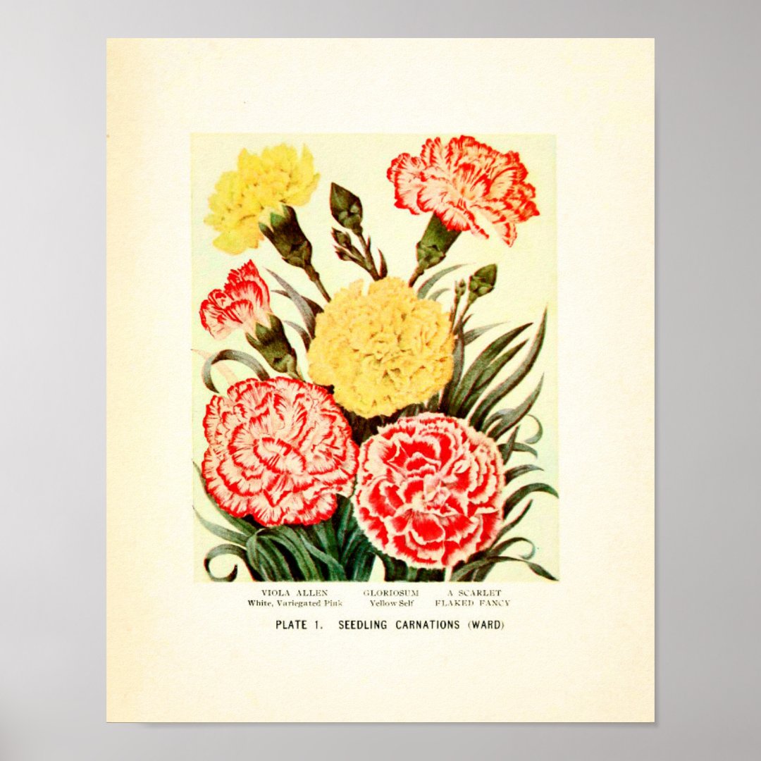 Vintage Red and Yellow Carnations Poster Zazzle