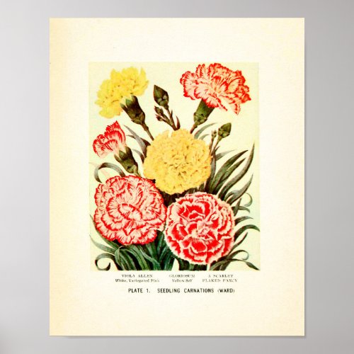 Vintage Red and Yellow Carnations Poster