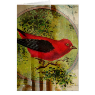 Vintage Red Bird All Occasions