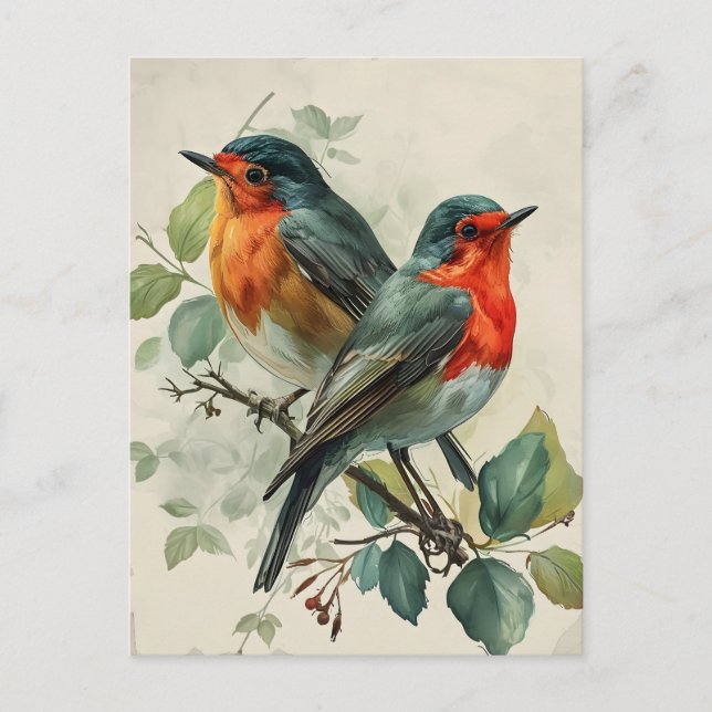 Vintage Red-Breasted Robin Postcard (Front)
