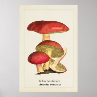 Vintage Red Cap Mushroom Botanical Illustration | Poster