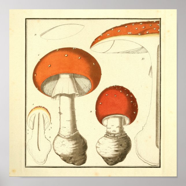 Vintage Red Cap Mushrooms Art Print (Front)