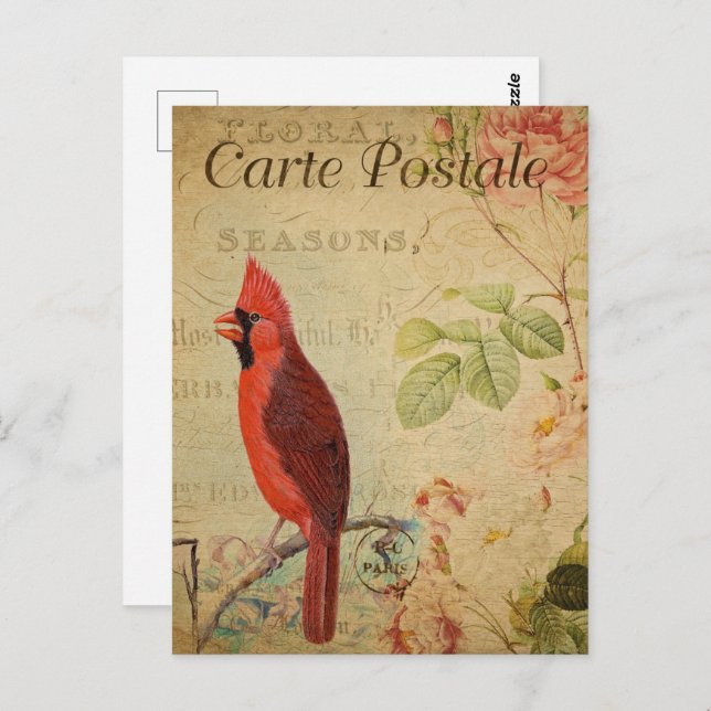 Vintage Red Cardinal Bird Postcard (Front/Back)