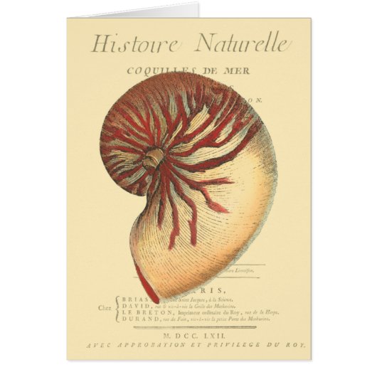 Vintage Red Conch Shell Cards (Front)