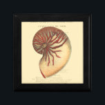 Vintage Red Conch Shell Gift Box<br><div class="desc">In this vivid image,  you can see in vintage natural and unique style of the red Conch shell up close. This unique type of art has black and red shading to accent the spiraling of this conch shell. Get this conch shell with an sepia background on your product today.</div>