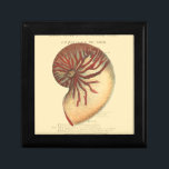Vintage Red Conch Shell Gift Box<br><div class="desc">In this vivid image,  you can see in vintage natural and unique style of the red Conch shell up close. This unique type of art has black and red shading to accent the spiraling of this conch shell. Get this conch shell with an sepia background on your product today.</div>