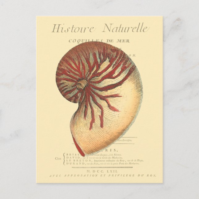 Vintage Red Conch Shell Postcard (Front)