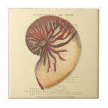 Vintage Red Conch Shell Tile<br><div class="desc">In this vivid image, you can see in vintage natural and unique style of the red Conch shell up close. This unique type of art has black and red shading to accent the spiraling of this conch shell. Get this conch shell with an sepia background on your product today.</div>