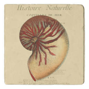 Vintage Red Conch Shell Trivet