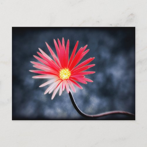 Vintage Red Daisy Flowers Postcard