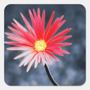 Vintage Red Daisy Flowers Square Sticker