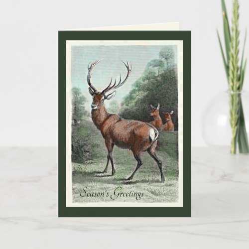 Vintage Red Deer Stag and Does Blank Greeting Card