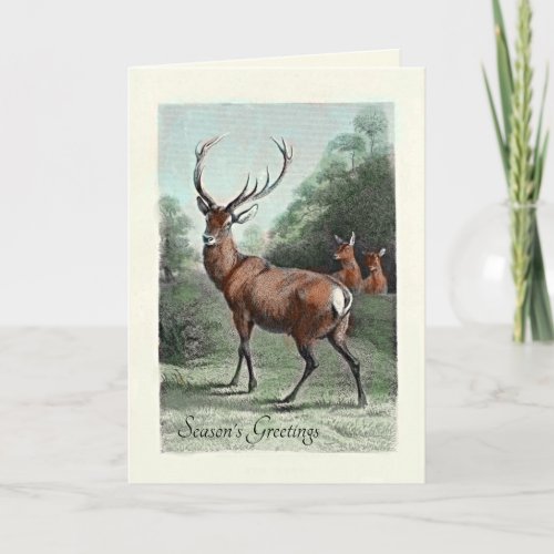 Vintage Red Deer Stag and Does Colorized Greeting Card