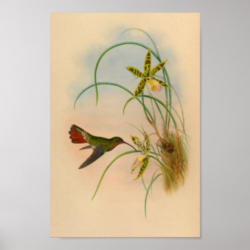 Vintage Red Hummingbird Print Yellow Flower