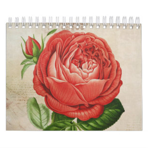 Vintage Red Hybrid Perpetual, Paul Neyron Rose Calendar