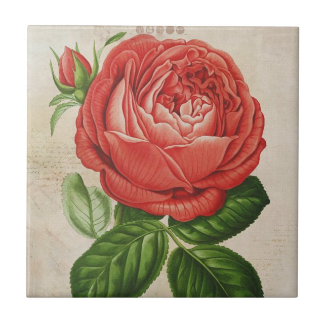 Vintage Red Hybrid Perpetual, Paul Neyron Rose Tile (Front)