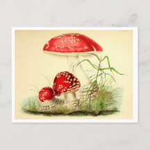 Vintage Red Mushroom / Toadstool Postcard