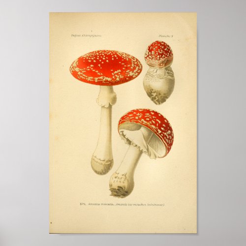 Vintage Red Mushrooms Art Print French