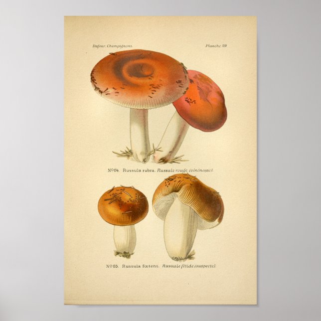 Vintage Red Orange Mushrooms Art Print French (Front)