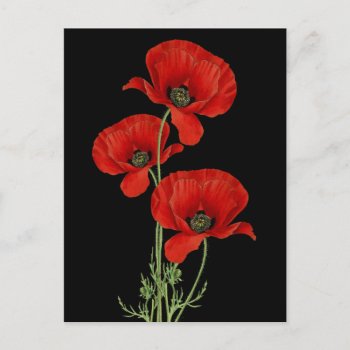 Vintage Red Poppies Botanical Postcard by encore_arts at Zazzle
