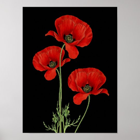 Vintage Red Poppies Botanical Print Zazzle Com