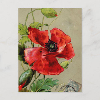 Vintage Red Poppy Postcard