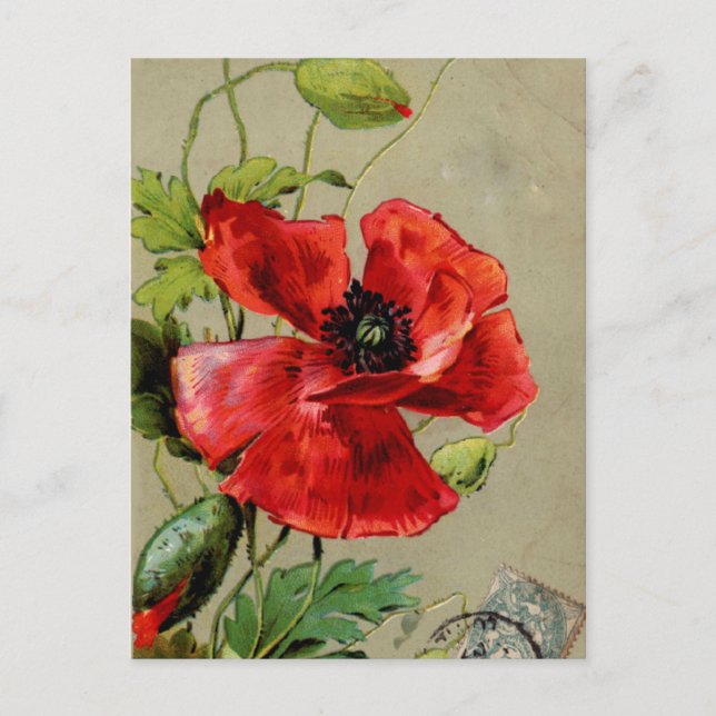 Vintage Red Poppy Postcard (Front)