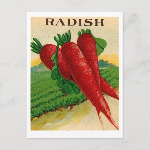 vintage red radish seed packet postcard