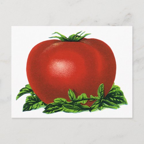 Vintage Red Ripe Tomato Vegetables and Fruits Postcard