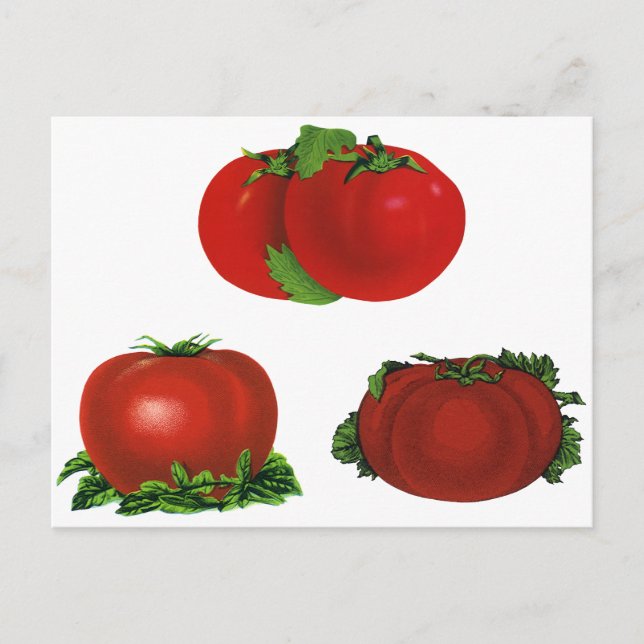 Vintage Red Ripe Tomatoes Food, Fruits, Vegetables Postcard (Front)