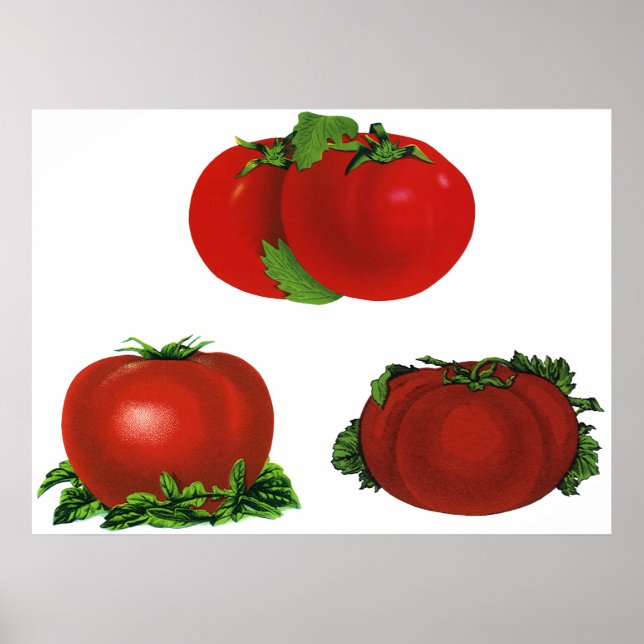 Vintage Red Ripe Tomatoes Food, Fruits, Vegetables Poster (Front)