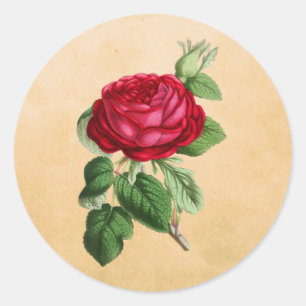 Vintage Red Rose on a Faux Tan Leather Background Classic Round Sticker