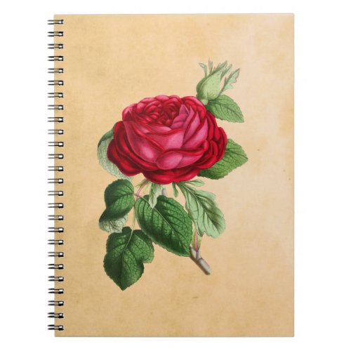 Vintage Red Rose on Faux Tan Parchment Background Notebook