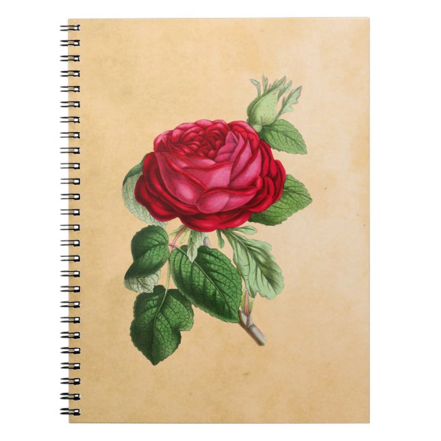 Vintage Red Rose on Faux Tan Parchment Background Notebook (Front)