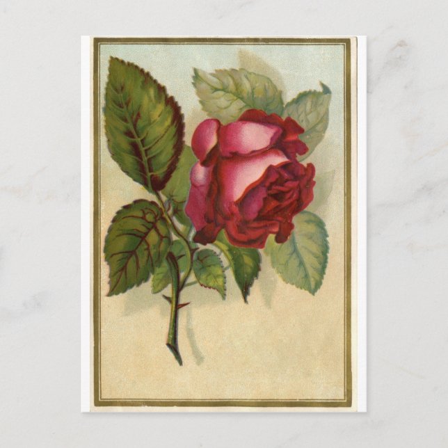 Vintage Red Rose Postcard (Front)