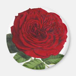 Vintage Red Rose Roses Magnet