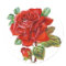 Vintage Red Rose sticker