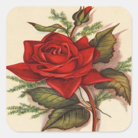 Vintage, Red Rose, Wife Birthday Square Sticker