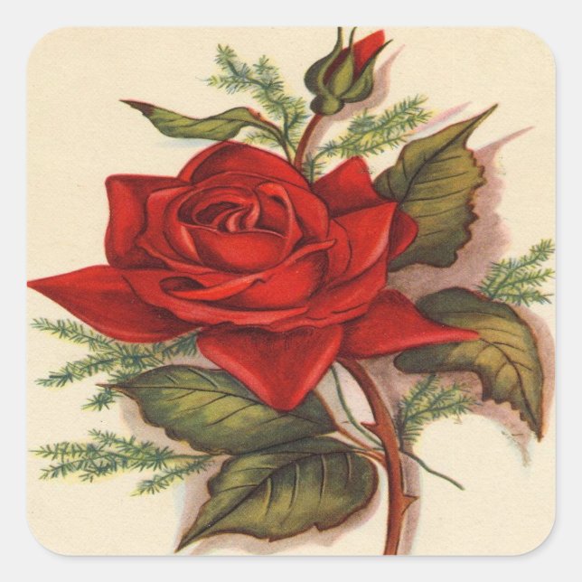 Vintage, Red Rose, Wife Birthday Square Sticker (Front)