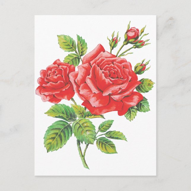 Vintage Red Roses Botanical Postcard (Front)