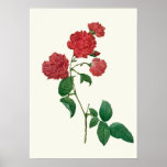 Vintage Red Roses Botanical Print at Zazzle